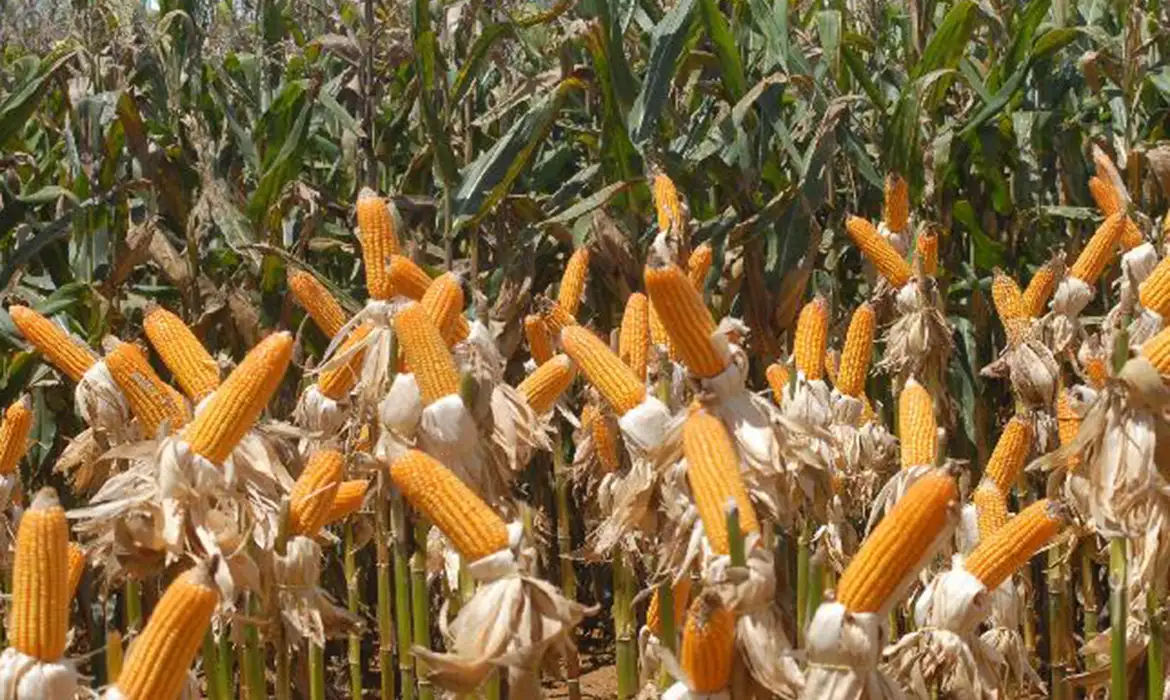 O que é agronegocinho. E como chega aos pequenos produtores