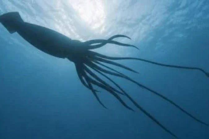 DNA revela presença de lula gigante nas profundezas do oceano
