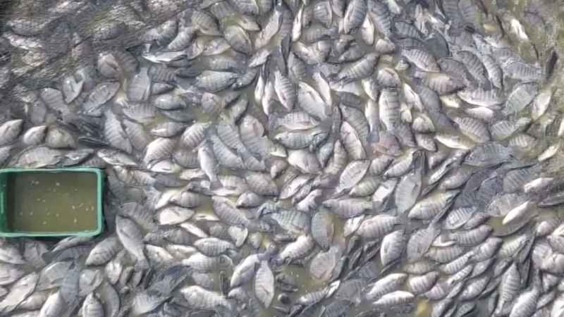 Frio intenso ameaça tilápias e preocupa produtores em SC