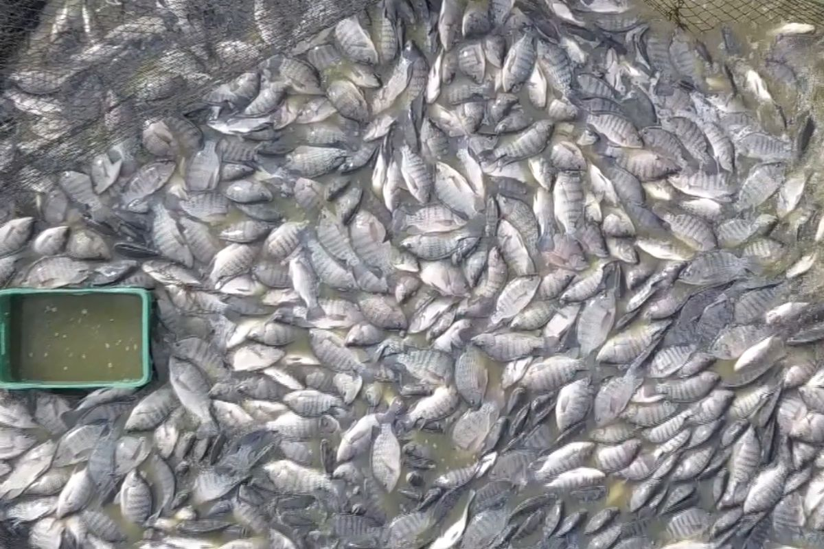 Frio intenso ameaça tilápias e preocupa produtores em SC