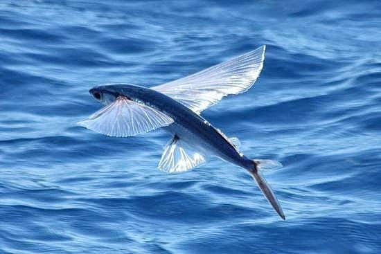 MPA e MMA regulamentam a coleta embarcada de ova de peixe-voador