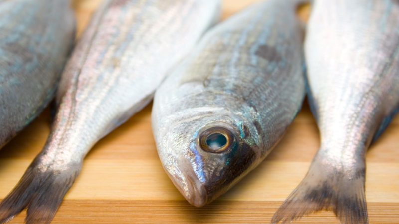 Aquecimento dos oceanos afeta a pesca no Brasil com migração para o sul