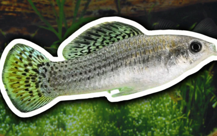 A espécie de peixe que vive sem machos há 100 mil anos