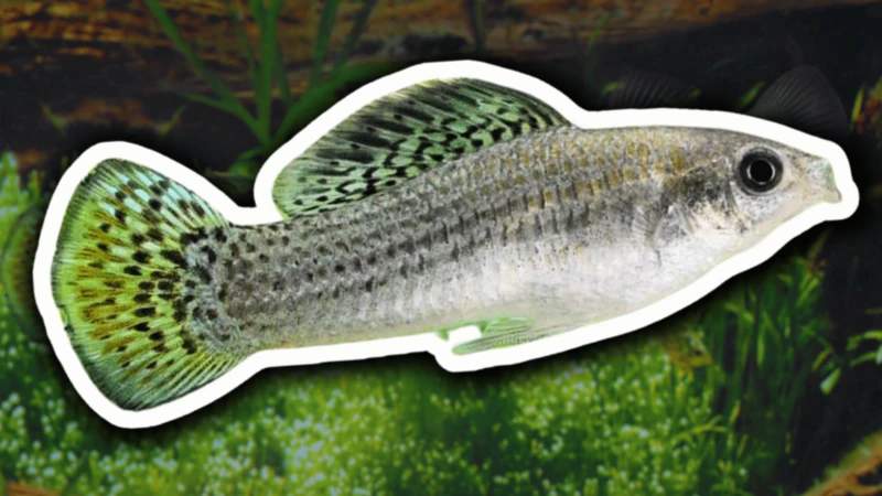 A espécie de peixe que vive sem machos há 100 mil anos