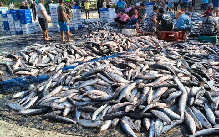 Ministério da Pesca mandar encerrar a pesca artesanal da tainha