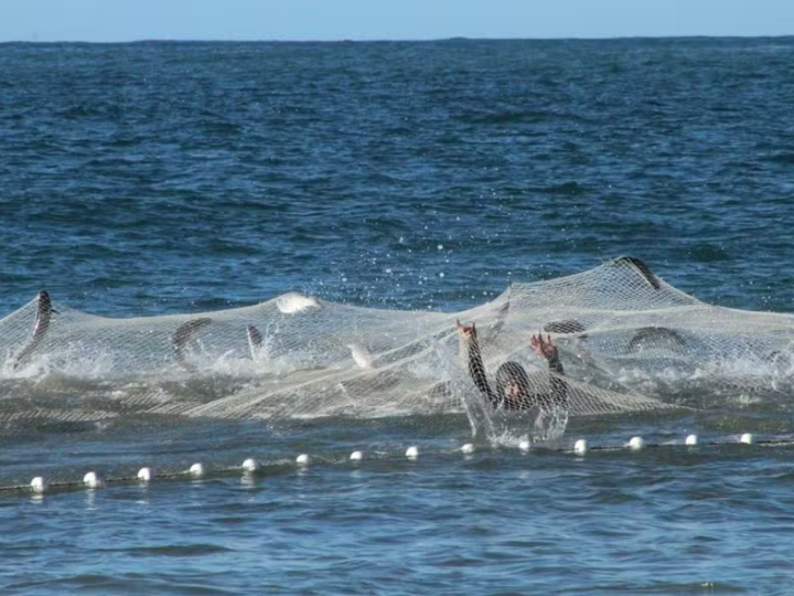 Brasil suspende a pesca do peixe mais procurado do inverno; entenda