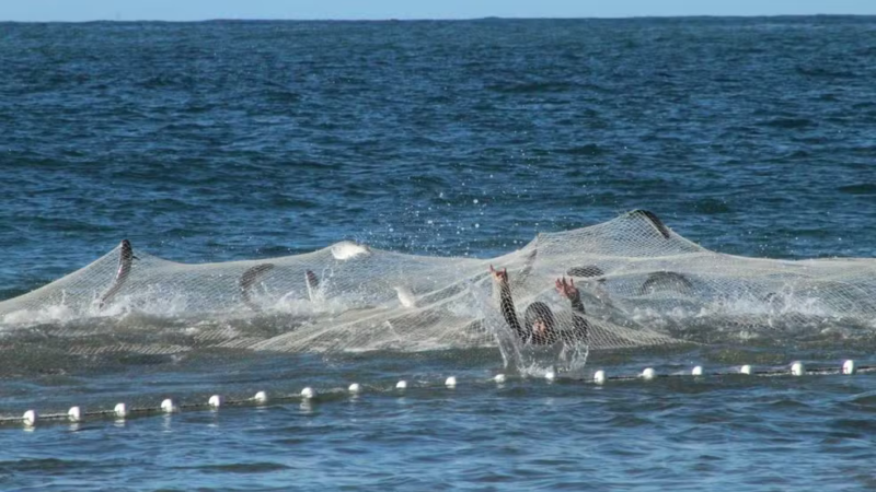 Brasil suspende a pesca do peixe mais procurado do inverno; entenda