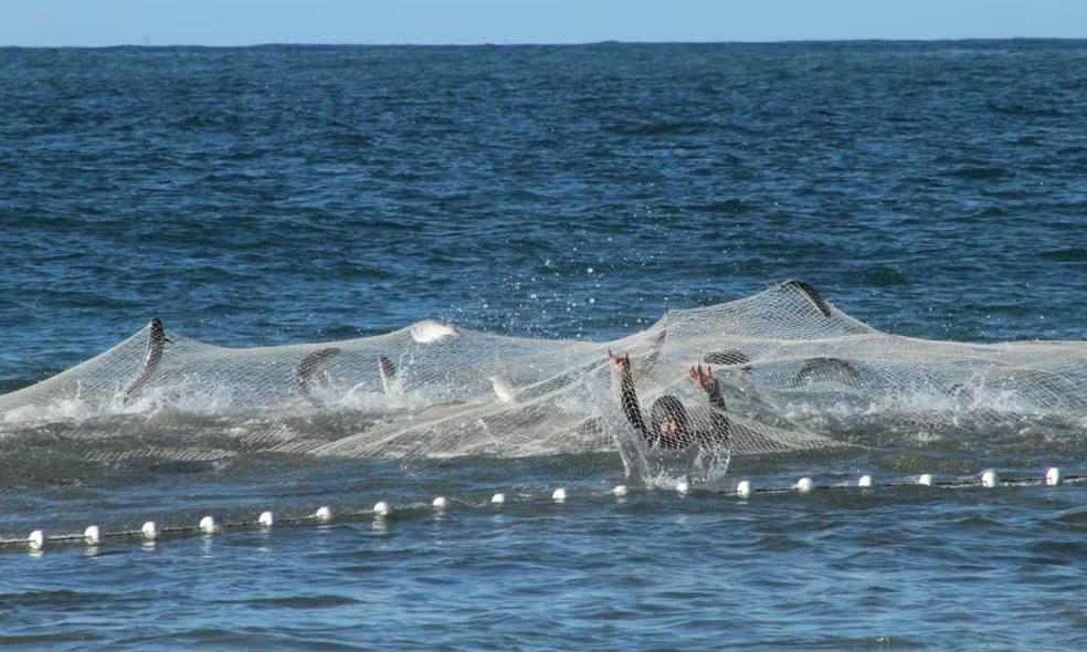 Brasil suspende a pesca do peixe mais procurado do inverno; entenda