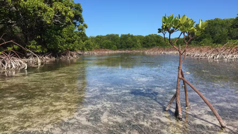 Manguezais globais estão se recuperando e oferecem sinal promissor para a resiliência climática
