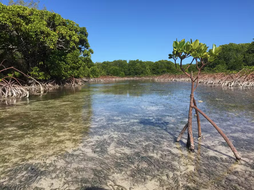 Manguezais globais estão se recuperando e oferecem sinal promissor para a resiliência climática