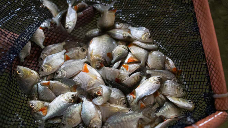 MDA lança Selo Pesca Artesanal do Brasil
