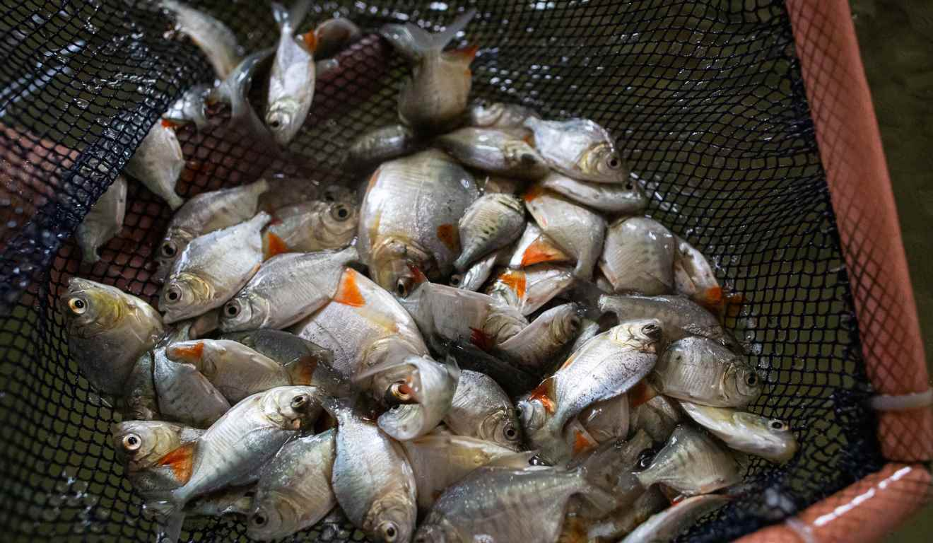 MDA lança Selo Pesca Artesanal do Brasil