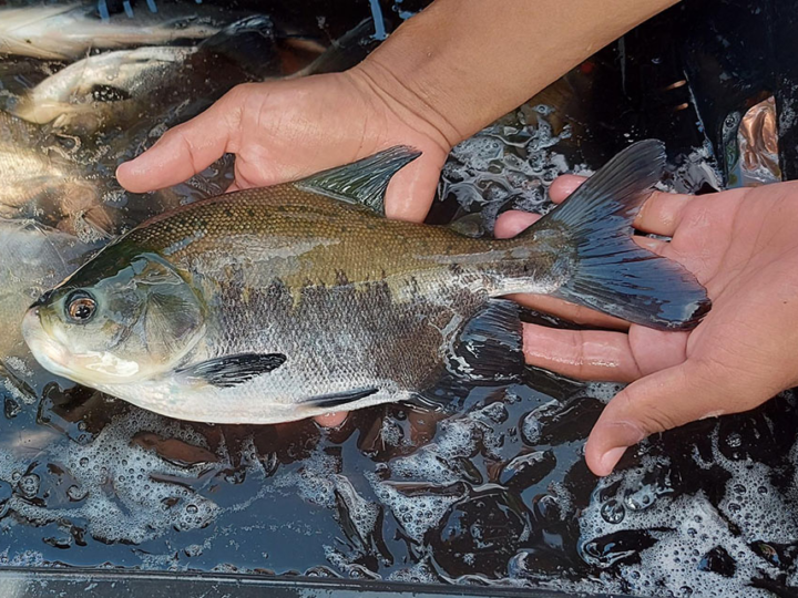 Protocolo identifica risco de contaminação entre viveiros de peixes de uma mesma bacia hidrográfica