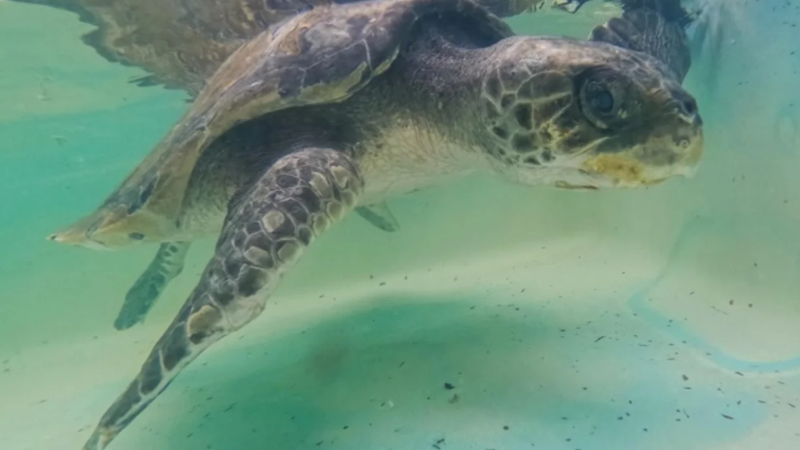 O caminho de volta ao mar: como funciona o centro que resgata e reabilita tartarugas marinhas no Litoral Sul