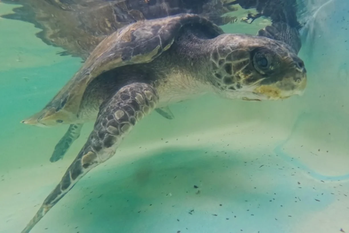 O caminho de volta ao mar: como funciona o centro que resgata e reabilita tartarugas marinhas no Litoral Sul