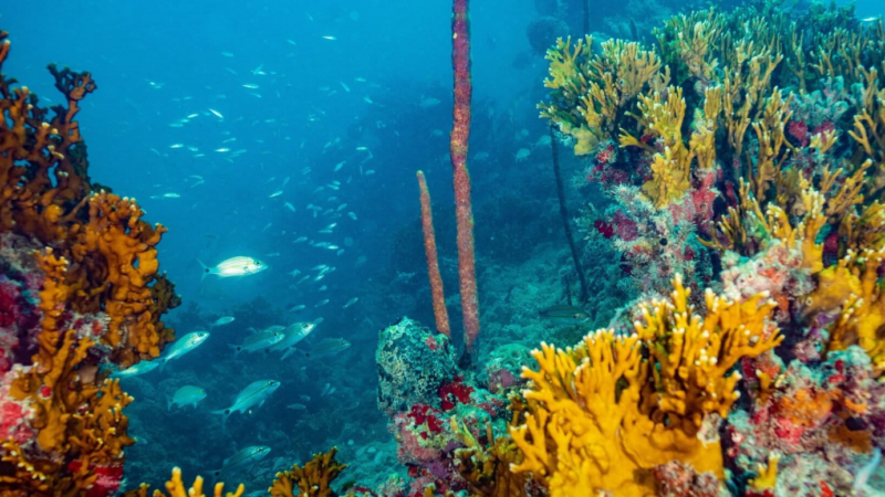 Entre baleias, corais e petróleo, Abrolhos luta por mais proteção