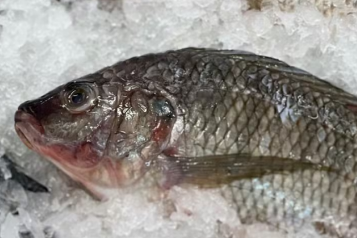 Setor de pescados do Brasil pode perder US$ 600 milhões com tarifaço dos EUA