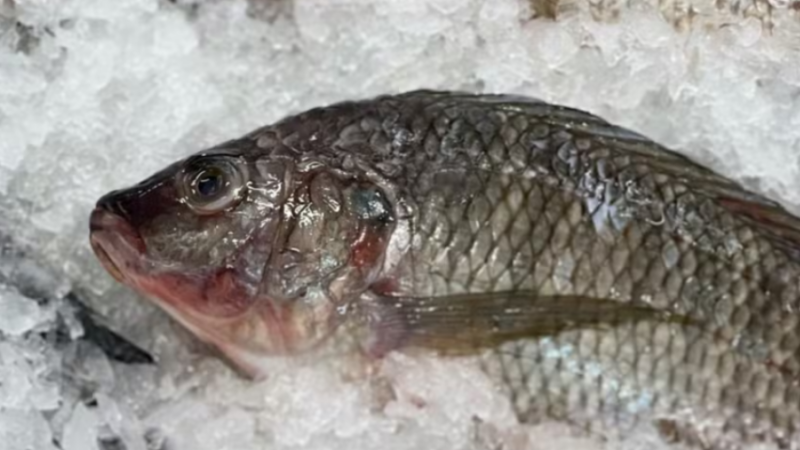 Setor de pescados do Brasil pode perder US$ 600 milhões com tarifaço dos EUA