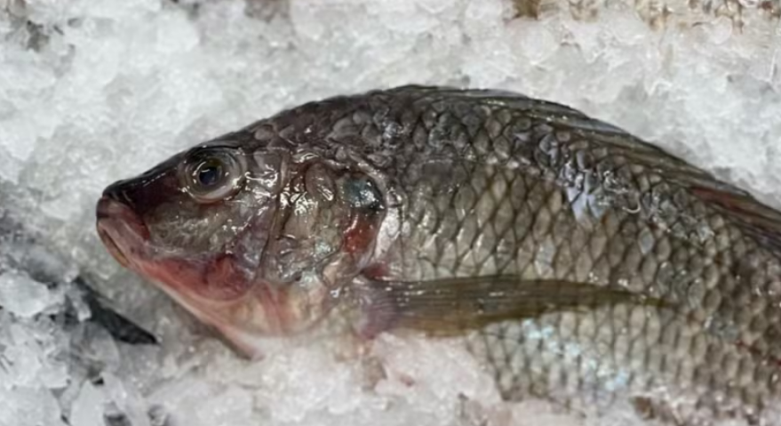 Setor de pescados do Brasil pode perder US$ 600 milhões com tarifaço dos EUA