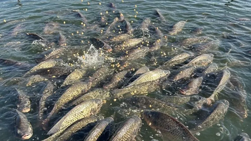 União Europeia pode reabrir mercado de pescados após uma década