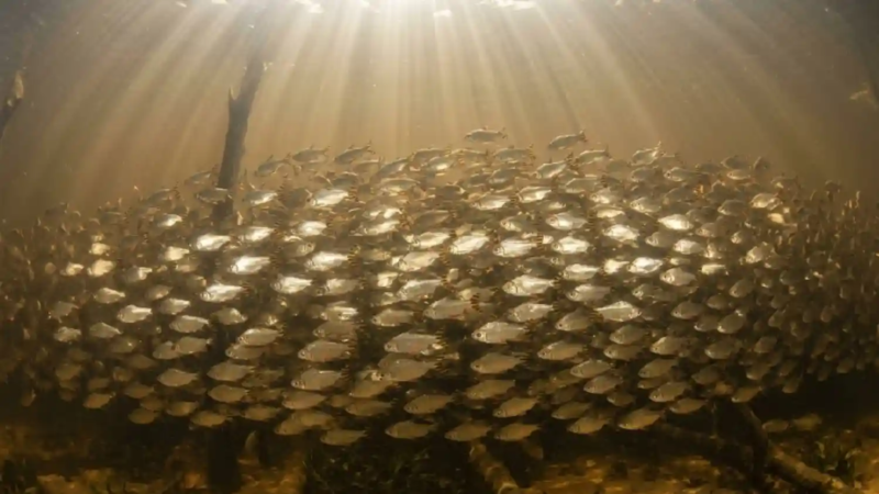 Como os imensos cardumes de jaraqui realizam migrações sincronizadas que movimentam a economia e sustentam a pesca artesanal no Amazonas