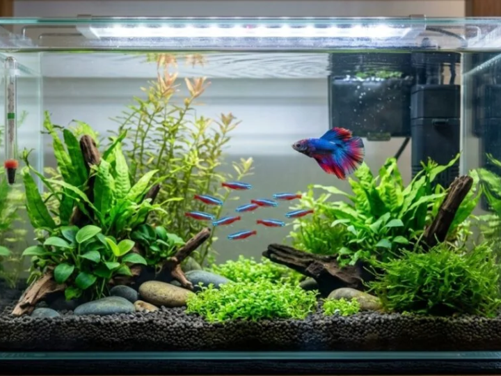 Os peixes mais indicados para aquários pequenos surpreendem pela beleza e baixa manutenção