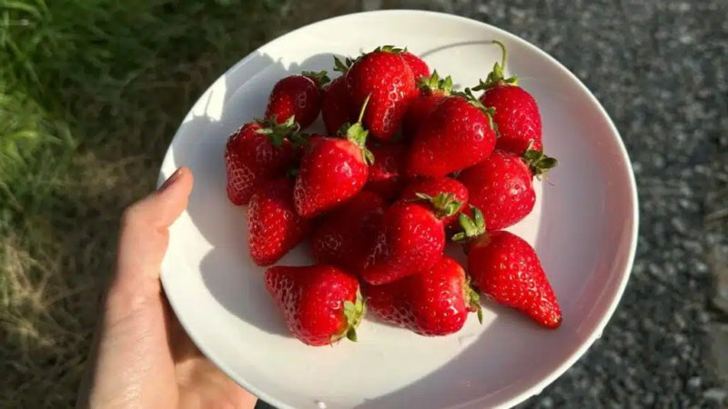 Morango pode ser aliado no controle da glicose de quem tem diabetes, explica nutricionista