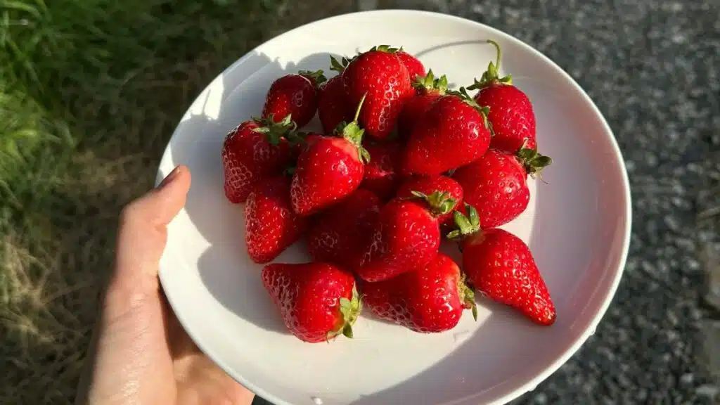 Morango pode ser aliado no controle da glicose de quem tem diabetes, explica nutricionista