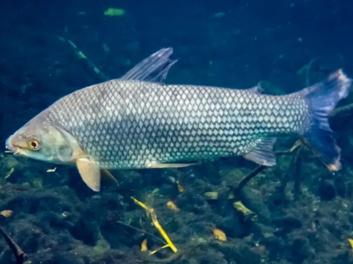 Peixe considerado uma ‘máquina natural de limpar rios’ impulsiona a economia nacional e surpreende estrangeiros