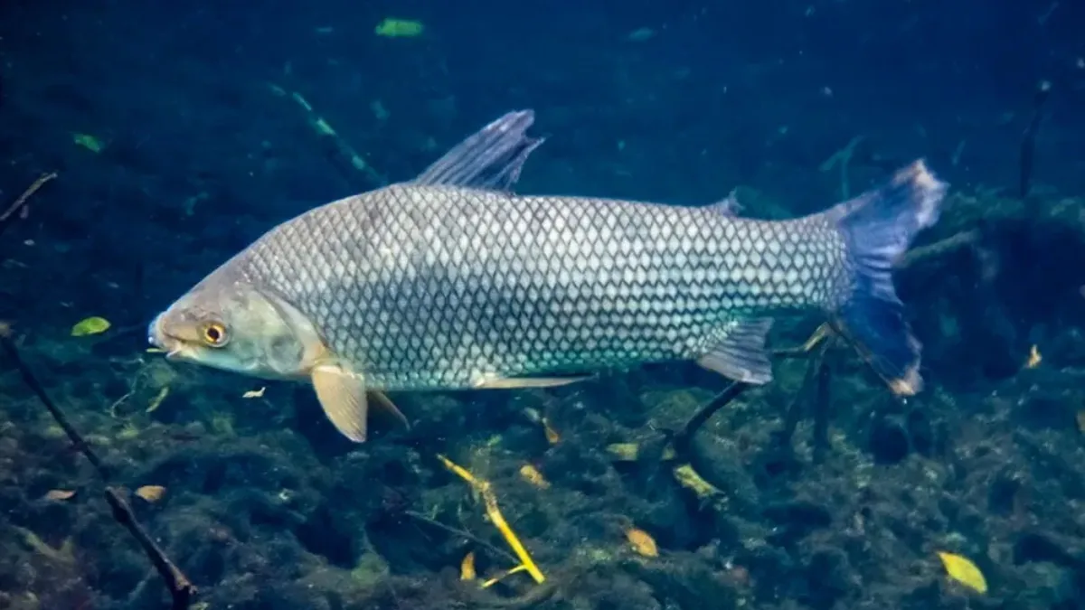 Peixe considerado uma ‘máquina natural de limpar rios’ impulsiona a economia nacional e surpreende estrangeiros