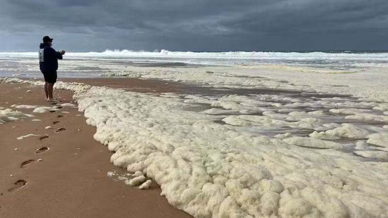 Alga encontrada na Austrália é a mais tóxica já registrada por cientistas