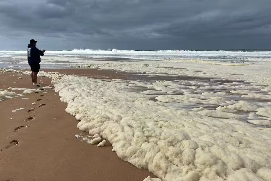 Alga encontrada na Austrália é a mais tóxica já registrada por cientistas