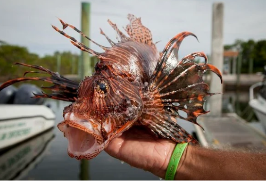 Alerta nos Corais: Cidade do RN Promove Torneio de Caça ao Peixe-Leão com R$ 35 Mil em Prêmios