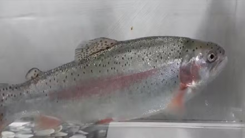 Peixes têm pescoço? Estes cientistas acham que sim; entenda por quê