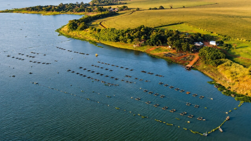Cultivo de peixes em reservatórios de hidrelétricas é regulamentado no Brasil
