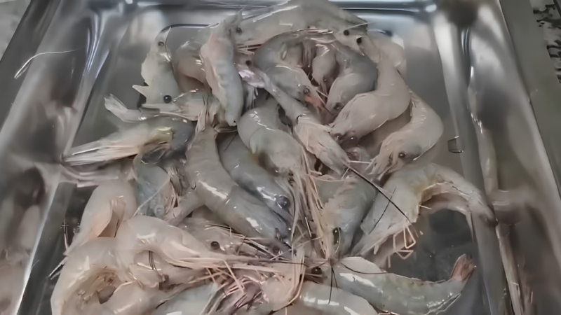 Pesquisa no Amapá transforma resíduos de pescados em alimentos nutritivos