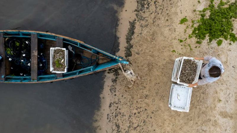 “Estamos perdendo a capacidade de produzir pescado”: a crise silenciosa que ameaça o setor no RS