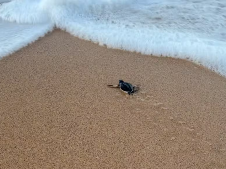 Após recorde, número de ninhos de tartaruga tem forte queda em Fernando de Noronha