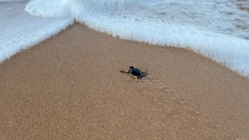 Após recorde, número de ninhos de tartaruga tem forte queda em Fernando de Noronha