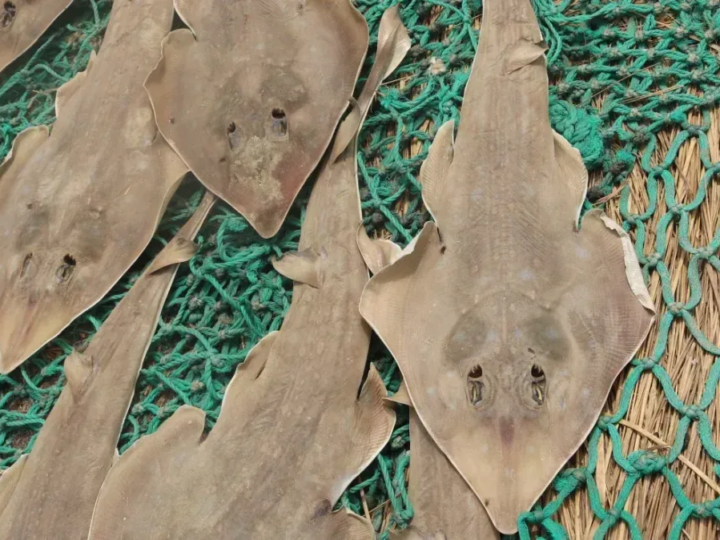 Criatura metade tubarão e metade arraia luta contra a extinção em Gana