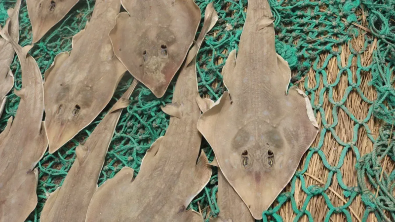 Criatura metade tubarão e metade arraia luta contra a extinção em Gana