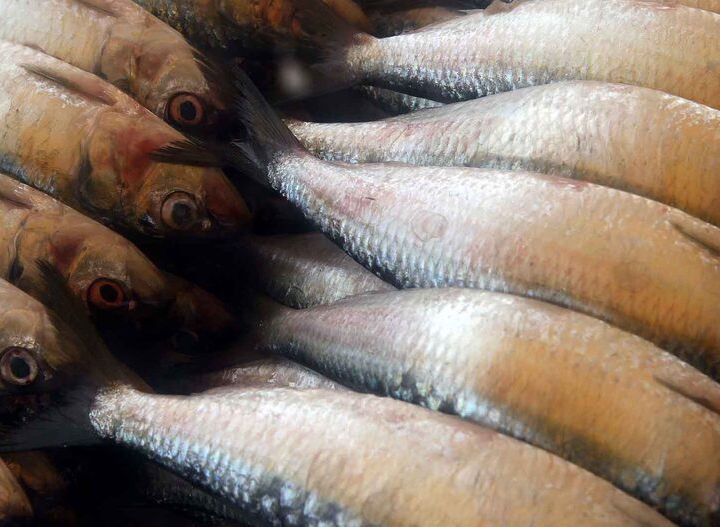 Nem tilápia, nem anchova: o peixe barato e saboroso para o dia a dia