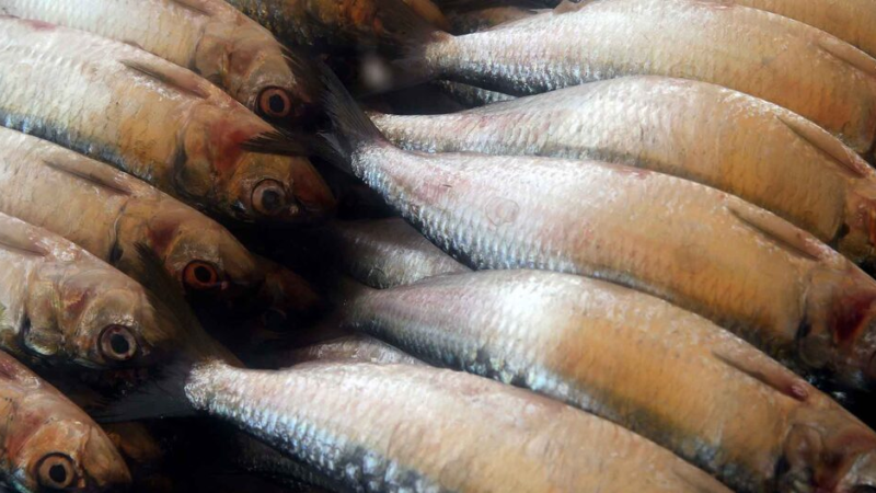 Nem tilápia, nem anchova: o peixe barato e saboroso para o dia a dia