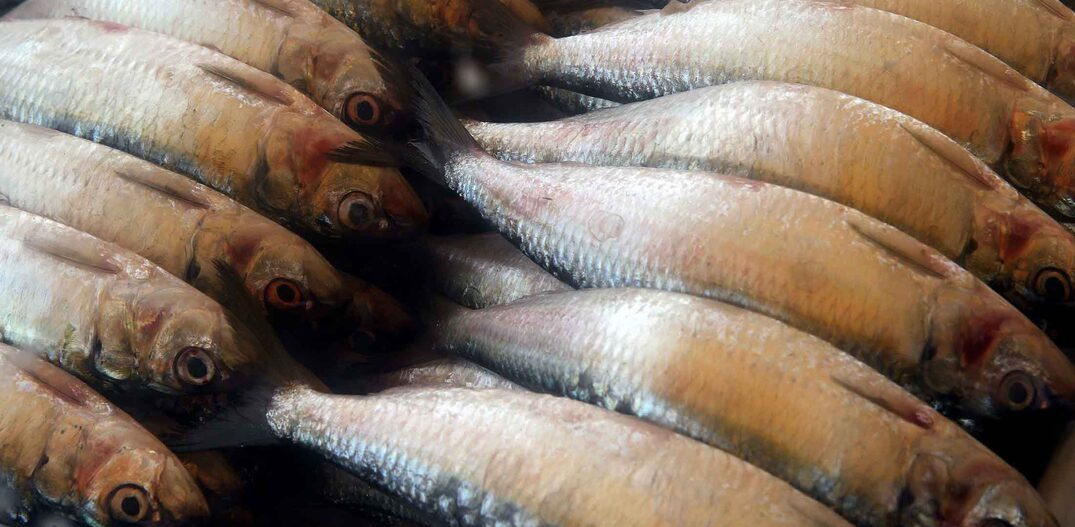 Nem tilápia, nem anchova: o peixe barato e saboroso para o dia a dia