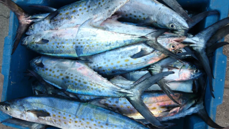 Peixe pouco consumido reúne proteínas e nutrientes que ajudam a controlar o colesterol