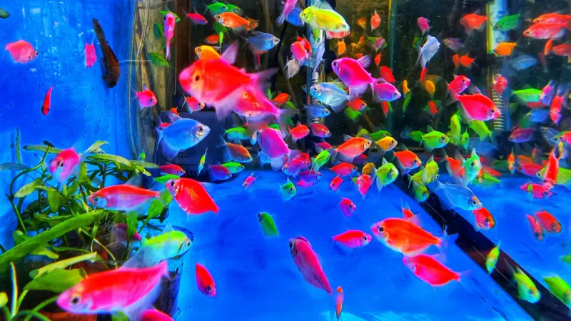 A caça aos peixes modificados para ‘brilhar no escuro’, que levou a multas acima de R$ 100 mil