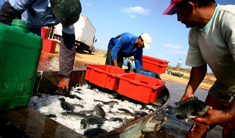 Ferramenta auxilia pescadores na estimativa de crédito do Pronaf Azul