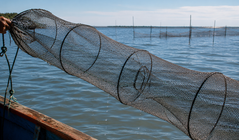 Prazo da licença especial para a pesca do camarão-rosa e do camarão-branco com aviãozinho encerra dia 31 de julho