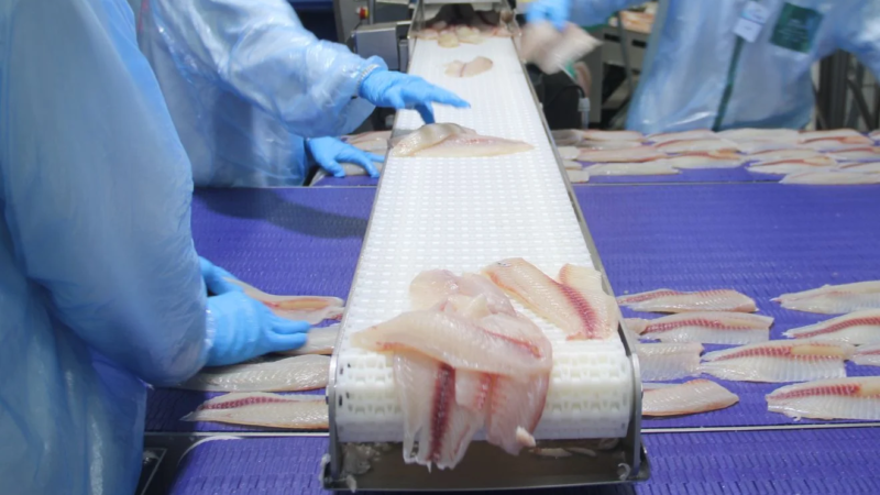 Veja quais espécies e produtos de pescado serão sobretaxadas em 25% no novo tarifaço dos EUA