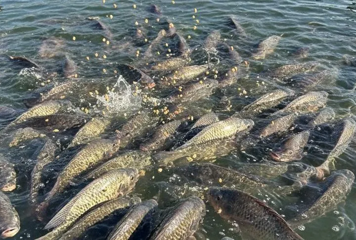 PEIXE BR alerta para o impacto de portaria sobre transporte de animais